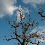 20120325 Apfelbaum vor Romeno 002.jpg