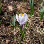 20120325 Krokus Val di Non 001.jpg