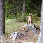 Sentiero Cimbro dell’immaginario / Zimbrische Phantasieweg