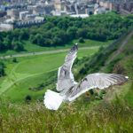 Möwe in Edinburgh Schottland