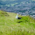 Möwe in Edinburgh Schottland