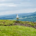 Möwe in Edinburgh Schottland