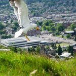 Möwe in Edinburgh Schottland