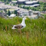 Möwe in Edinburgh Schottland