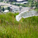 Möwe in Edinburgh Schottland