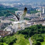 Möwe in Edinburgh Schottland