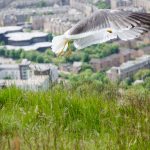 Möwe in Edinburgh Schottland