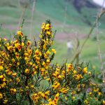 Holyrood Park Edinburgh Schottland