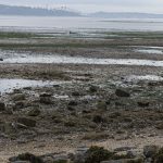 Cramond Island Edinburgh