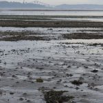 Cramond Island Edinburgh