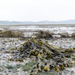 Cramond Island Edinburgh