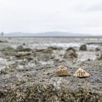 Cramond Island Edinburgh