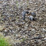 Eichhörnchen in Schottland