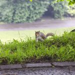 Eichhörnchen in Edinburgh