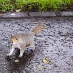 Eichhörnchen in Edinburgh