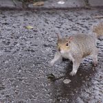 Eichhörnchen in Edinburgh