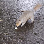 Eichhörnchen in Edinburgh