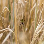 Argiope bruennich, Spinne, Tiere, Insekt, Wespenspinne, Zebraspinne, Seidenbandspinne