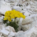 Palagruppe – Pale di San Martino