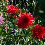 rote Blumen