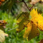 Weinrebenblätter im Herbst