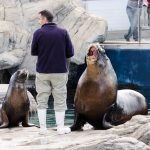 Seelöwe Oceanografic valencia