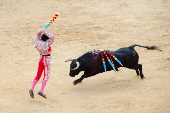 Der Banderillero sticht dem Stier die banderillas in den Rücken um ihn zu schwächen