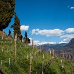 Weinberge vor weißen Dolomitengipfel