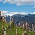 Weinberge vor weißen Dolomitengipfel