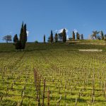 Kastelatz Weinberg über Tramin im Frühling