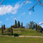 Kastelatz Weinberg über Tramin im Frühling