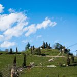 Weinberge – Frühling in Tramin