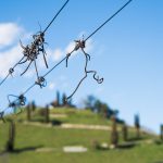 Weinberge – Frühling in Tramin