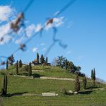 Weinberge – Frühling in Tramin