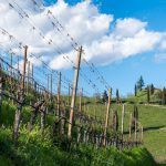 Frühling Tramin