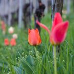 Tulpen im Frühling in Tramin