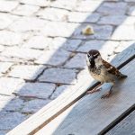 Spatz am Walterplatz