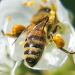 Kirschbaumblüte mit Bienen