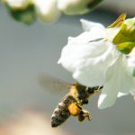 Kirschbaumblüte mit Bienen