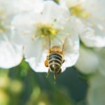 Kirschbaumblüte mit Bienen