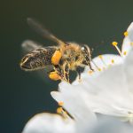 Kirschbaumblüte mit Bienen