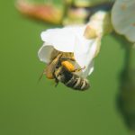 Fleißige Bienen beim Honig sammeln