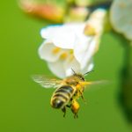 Fleißige Bienen beim Honig sammeln