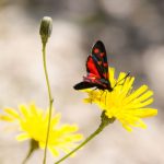 Hufeisenklee-Widderchen (Zygaena transalpina)