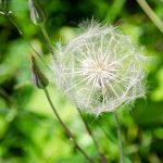 Pusteblume