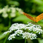 Schmetterling C-Falter