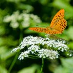 Schmetterling C-Falter