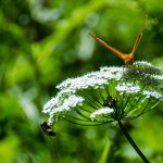 Schmetterling C-Falter