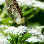 Schmetterling Perlmuttfalter