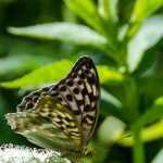 Schmetterling Perlmuttfalter